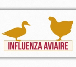 INFLUENZA AVIAIRE