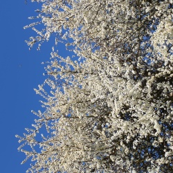 La flore à Subligny