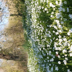 La flore à Subligny