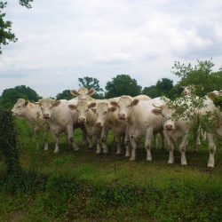 Pays d&#039;élevage et d&#039;agriculture