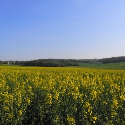 Subligny en été