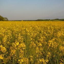 Subligny en été