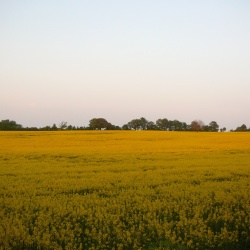 Subligny en été