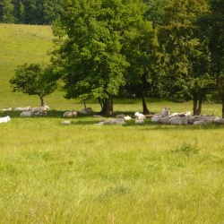 Subligny en été