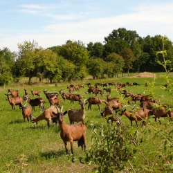 Pays d&#039;élevage et d&#039;agriculture