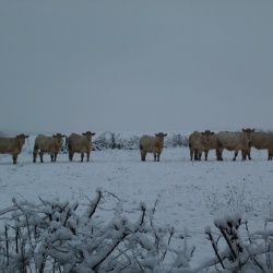 Subligny en hiver