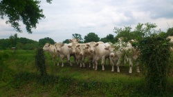 Pays d&#039;élevage et d&#039;agriculture