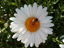 La flore à Subligny